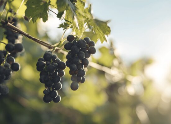 Barbera Sarda
