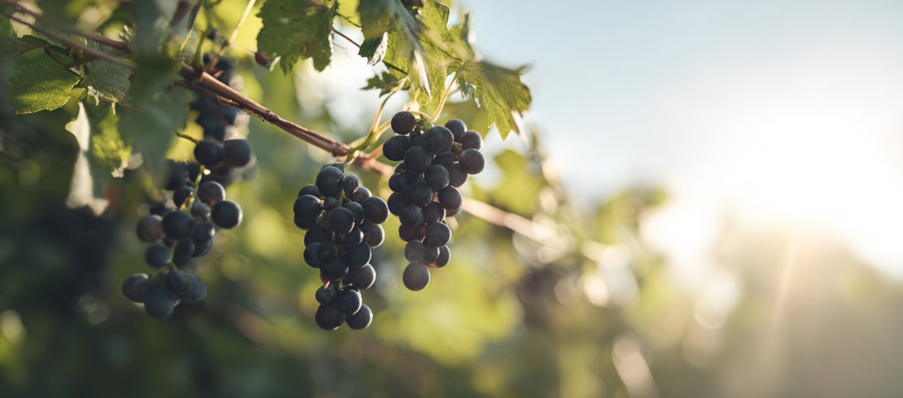Cabernet Sauvignon