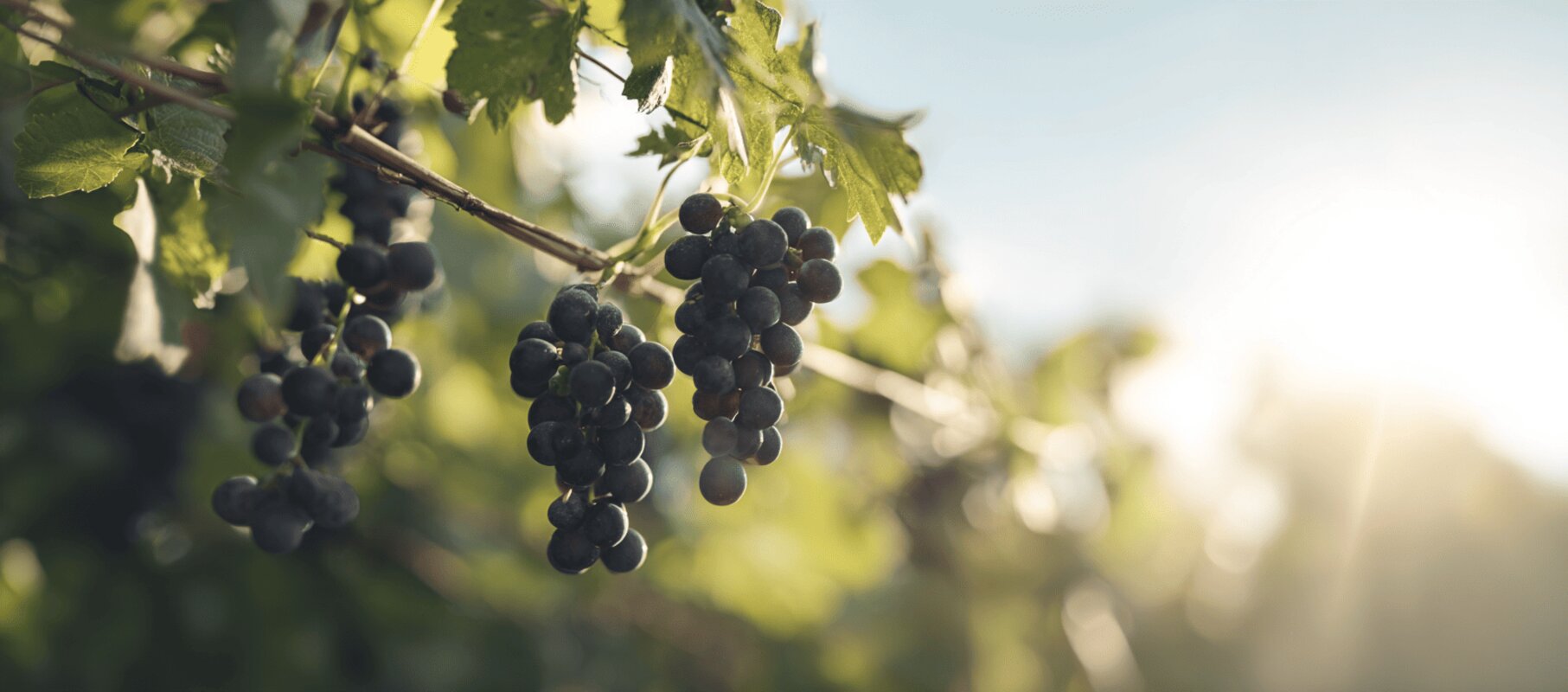 Montepulciano
