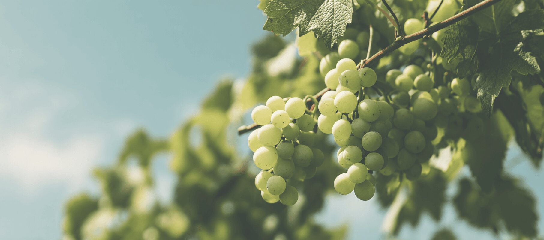 Petite Arvine